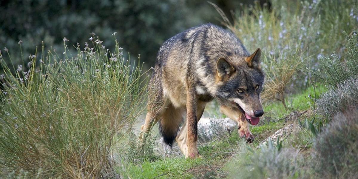 Štát povolil odstrel 80 vlkov, ochranári protestujú