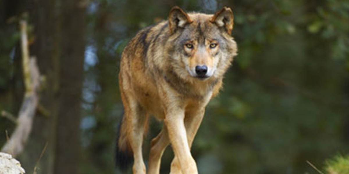 Ministerstvo pôdohospodárstva povolilo odstrel 80 vlkov, lov sa už začal