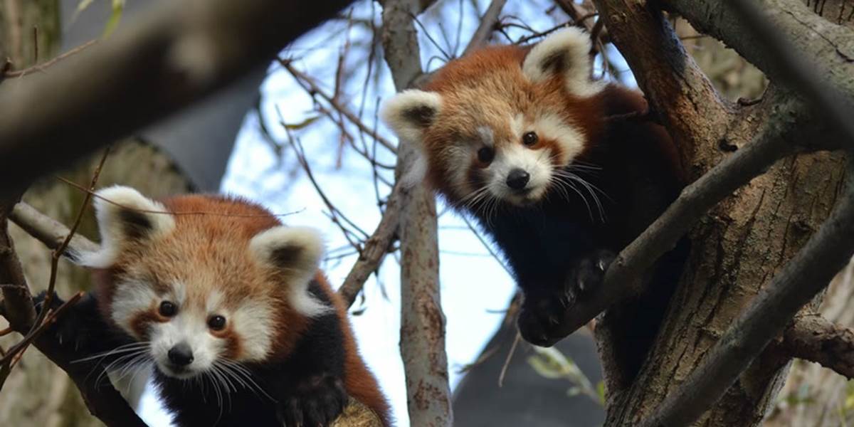 V bratislavskej ZOO pribudli dve mláďatá pandy červenej