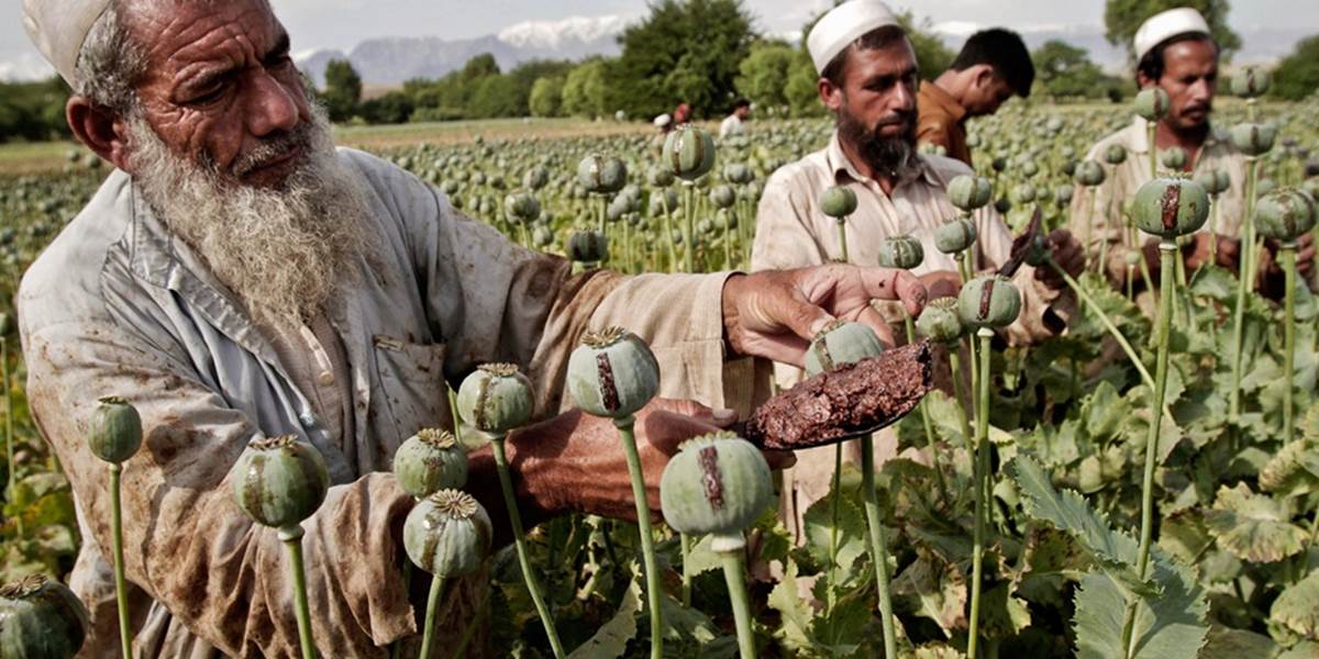 Produkcia ópia v Afganistane je na rekordnej úrovni