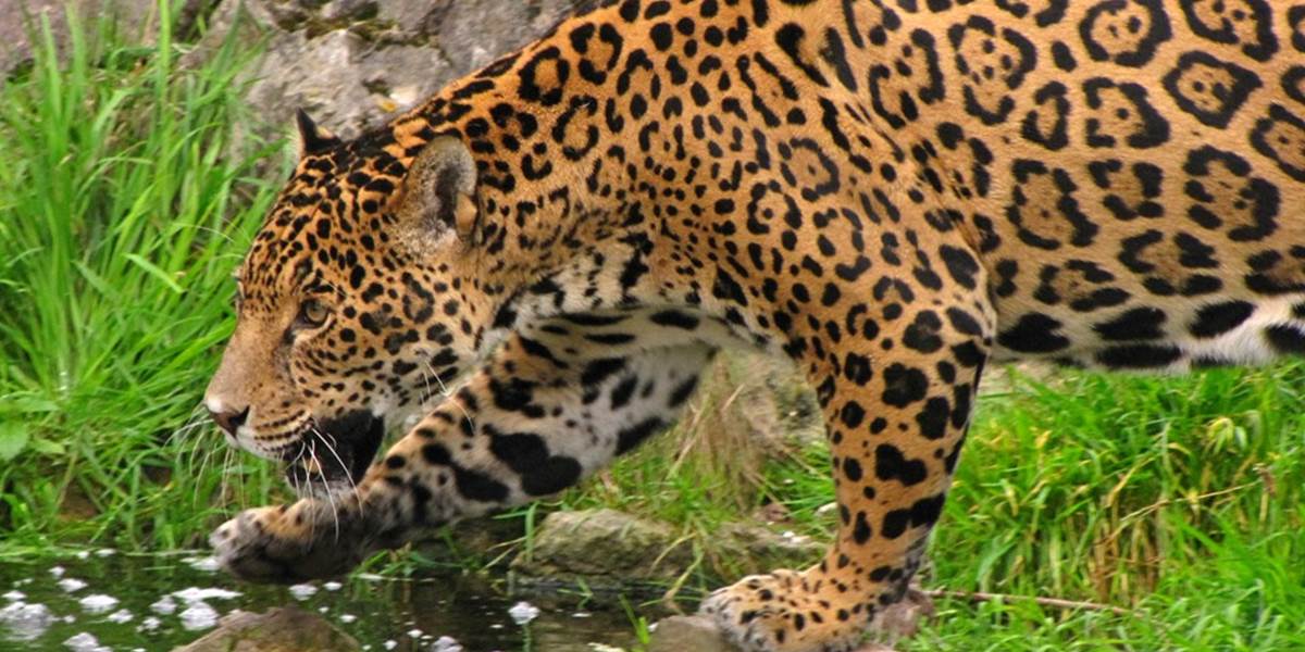 V bratislavskej Zoo uhynulo mláďa jaguára amerického