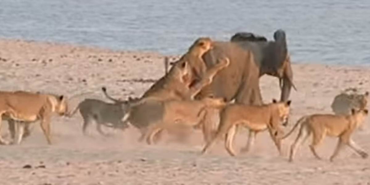 Neuveriteľné VIDEO: Mladý slon sa ubránil štrnástim levom!