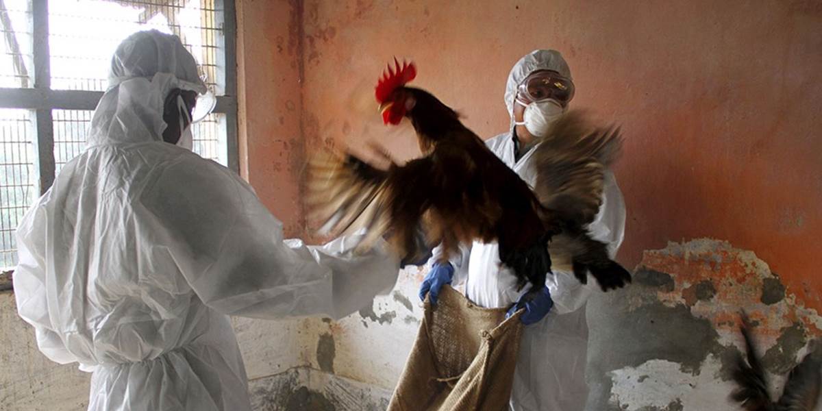 Egypťanka zomrela na vtáčiu chrípku, je to už druhé takéto úmrtie tento rok