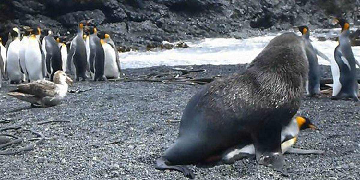 VIDEO Uškatce na Marionovom ostrove sexuálne zneužívajú tučniaky