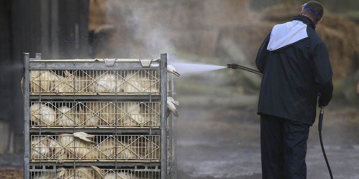 Na kačacej farme v Británii potvrdili vtáčiu chrípku