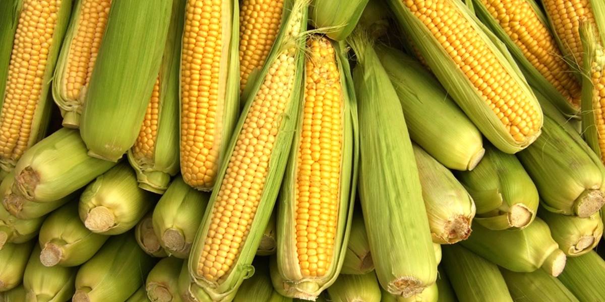 Za krádež kukurice hrozí dôchodkyni dvojročné väzenie