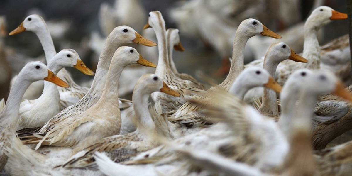 V kačici zo sererovýchodu Nemecka našli vírus vtáčej chrípky