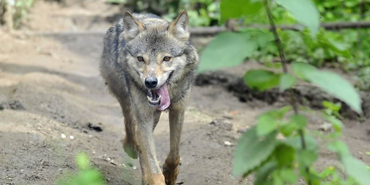 Na výbeh pre vlky v ZOO zatiaľ pribúdajú peniaze pomaly