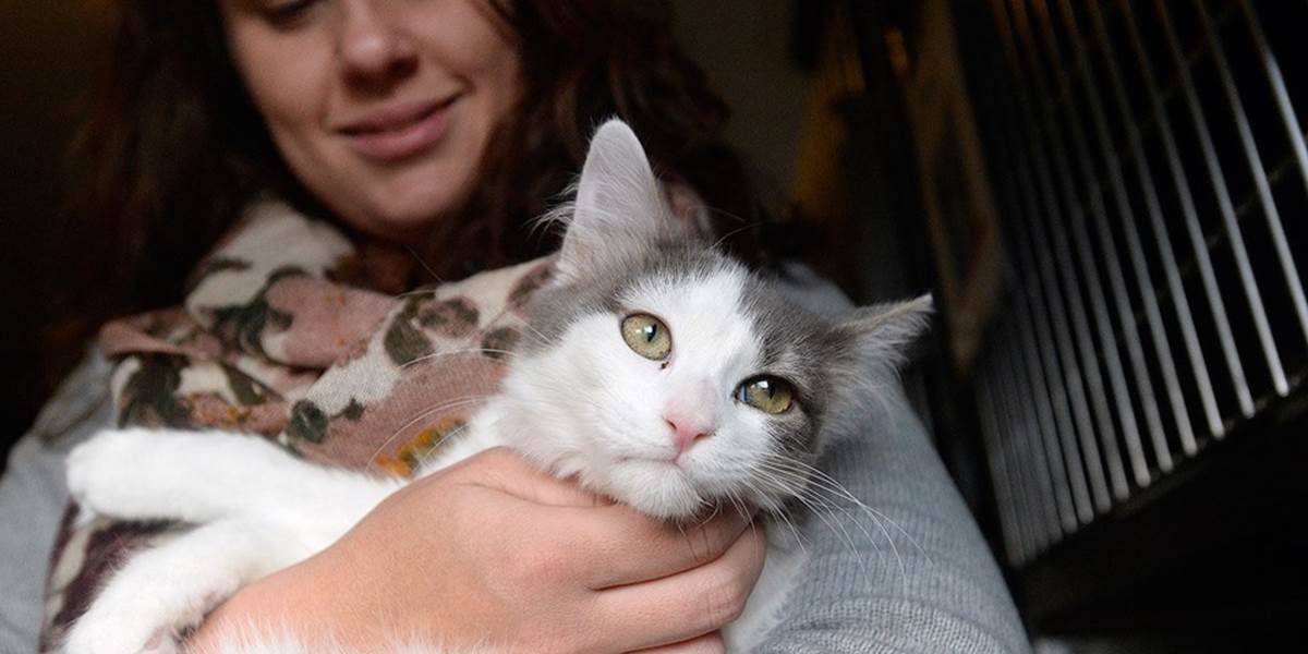 Príbeh so šťastným koncom: Mačka odišla z domu, našli ju vo viac ako 3700 kilometrov vzdialenom meste
