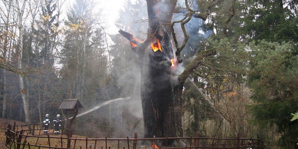 Neznámy páchateľ podpálil najstarší strom v Poľsku, 750-ročný dub
