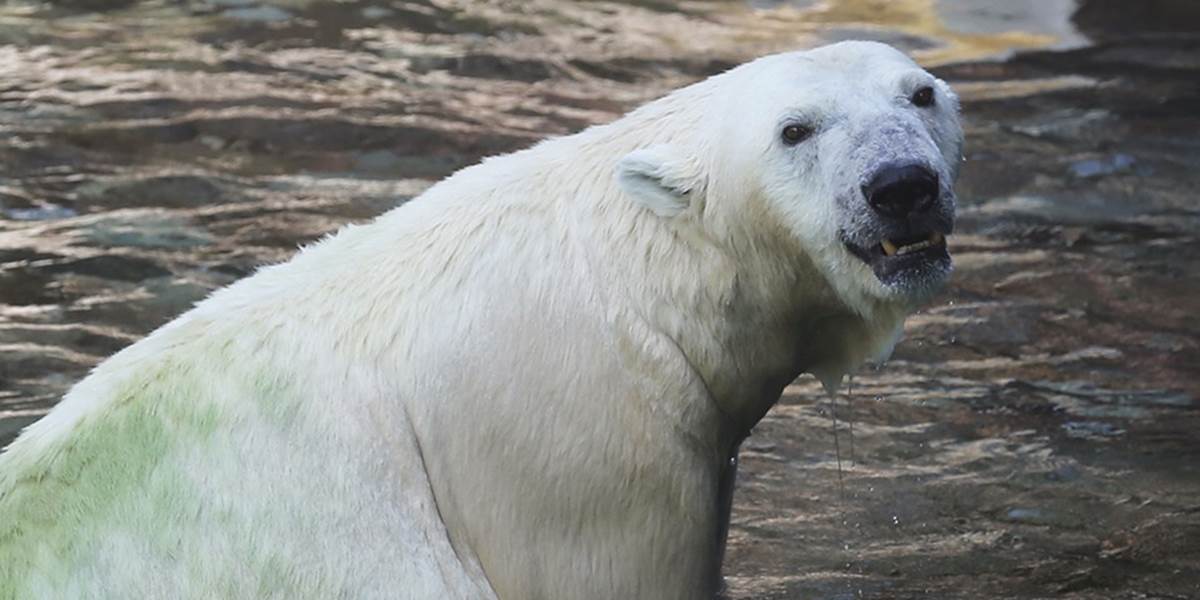 Dotieravého medveďa Rusi prepravia na arktický ostrov