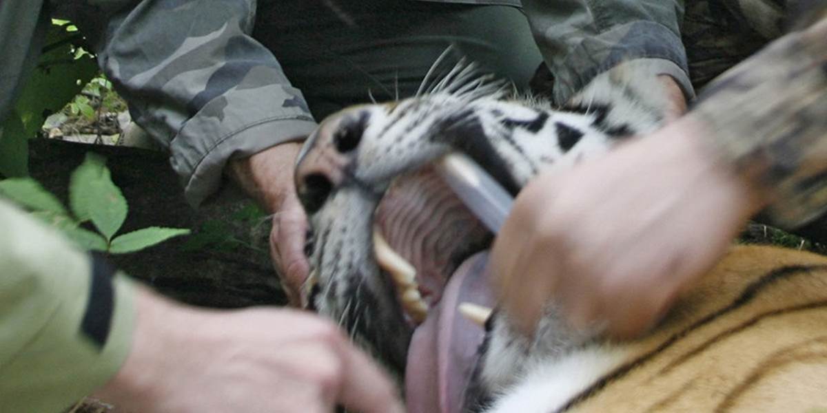 Putinov tiger zabíjal v severovýchodnej Číne: Na konte má 15 kôz!