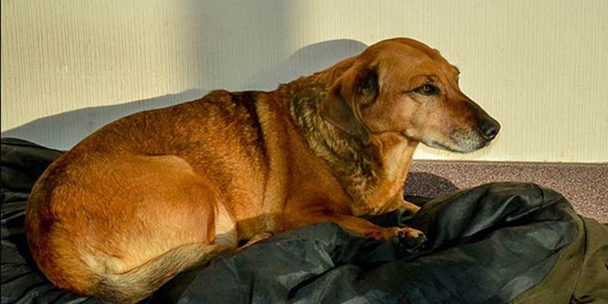 Dojemný príbeh: Verný psík čaká v nemocnici na svojho mŕtveho majiteľa takmer dva roky!