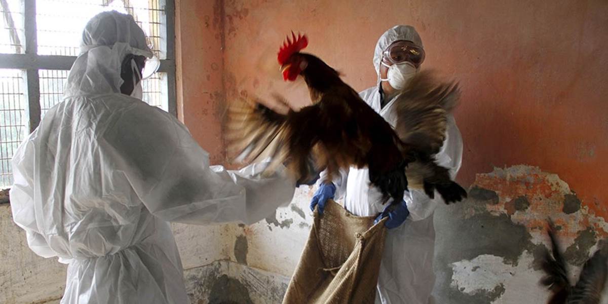 Na vtáčiu chrípku zomreli za posledný týždeň traja ľudia