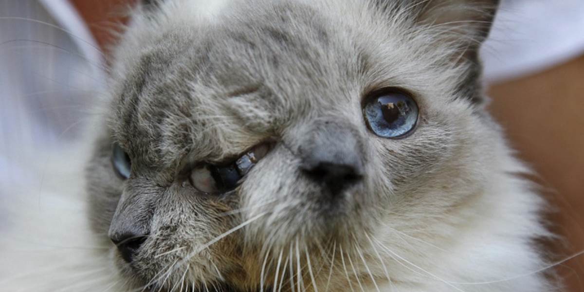 Vo veku 15 rokov zomrela mačka s dvoma tvárami