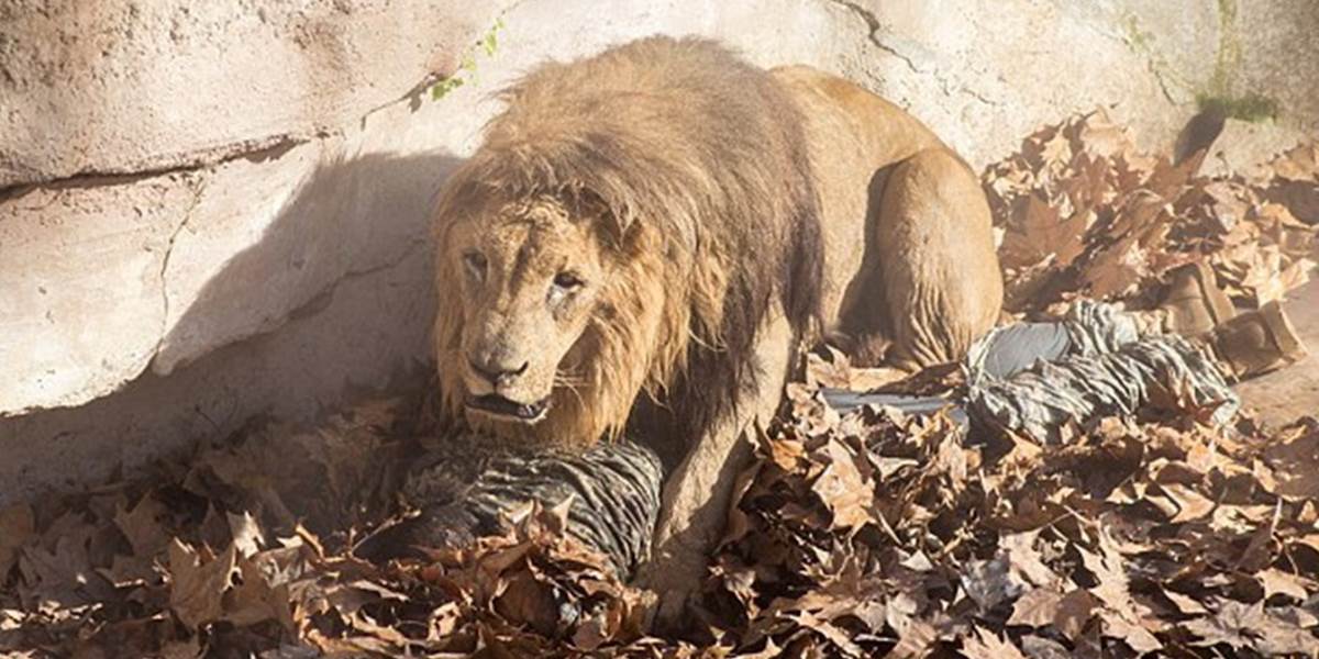 VIDEO Blázon skočil do výbehu k levom v barcelonskej zoo!