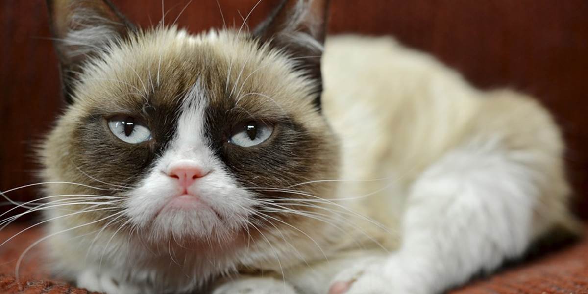 Nevrlá mačka Grumpy cat je stroj na peniaze: Svojej majiteľke zarobila takmer 100 miliónov!