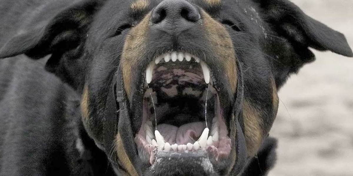 Majitelia nebudú trestaní za to, keď ich pes bezdôvodne napadne človeka