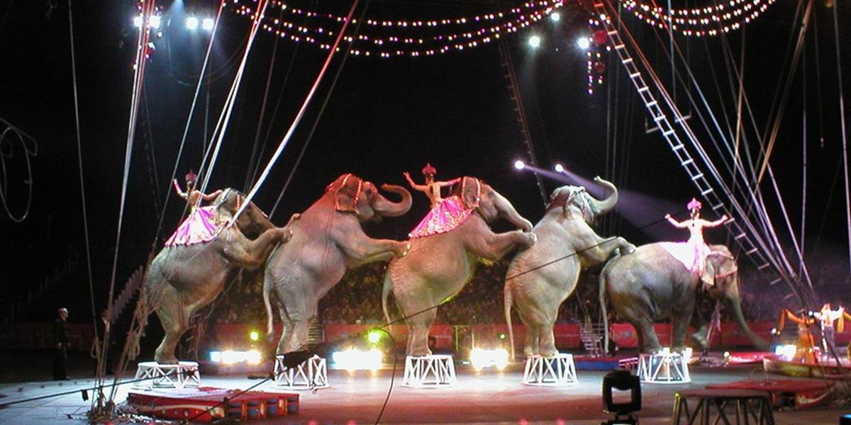 V Mexiku zákazali zvieratá v cirkusoch