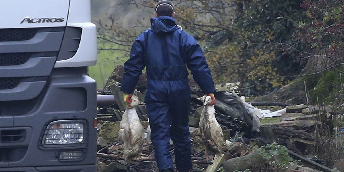 Vírus vtáčej chrípky objavili na morčacej farme v Dolnom Sasku