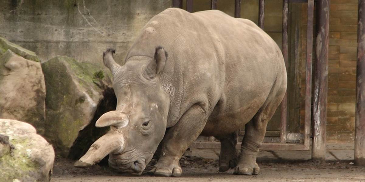 Zomrel jeden z posledných nosorožcov tuponosých severných