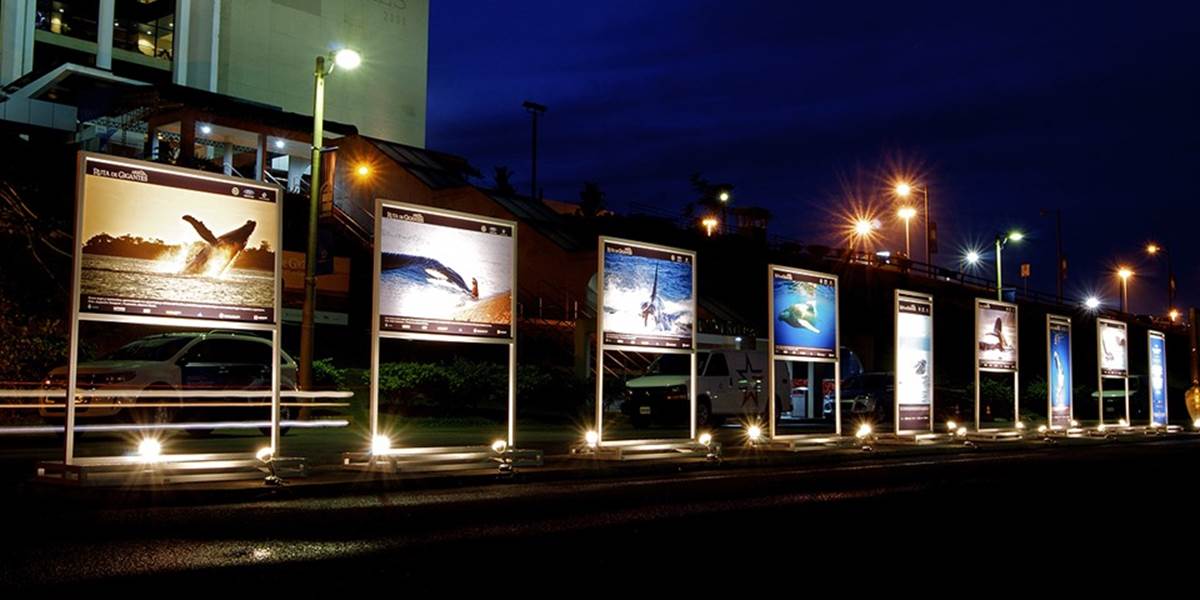 Albatros zhltol ďalšie vydavateľstvo - Fragment