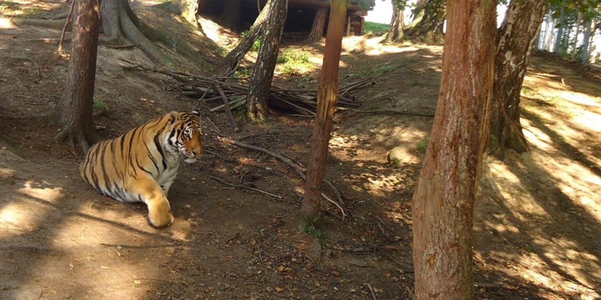 Zoo v Tábore zrejme od 1. januára skončí, zvieratá predajú