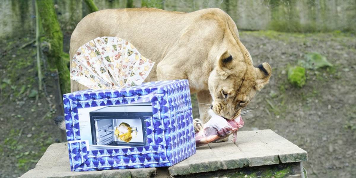 FOTO V košickej zoo si zvieratá rozbaľovali vianočné darčeky z maškŕt