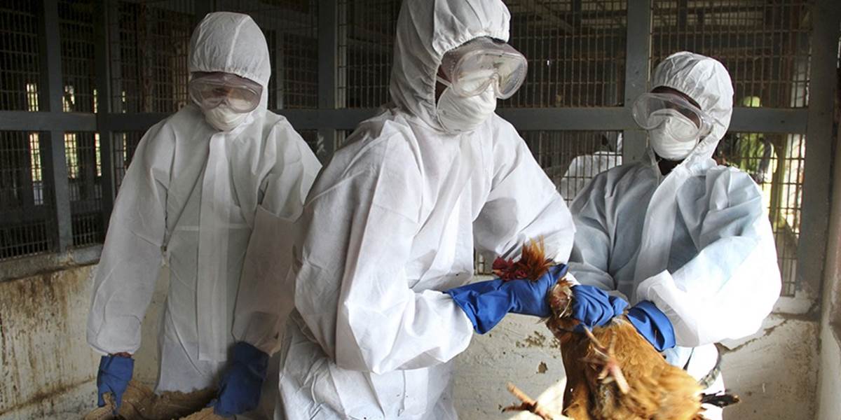 Na talianskej farme zistili nebezpečný typ vtáčej chrípky!