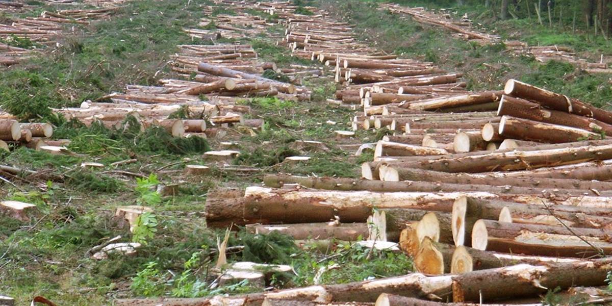 Výrubom drevín spôsobil ekologickú škodu 240-tisíc