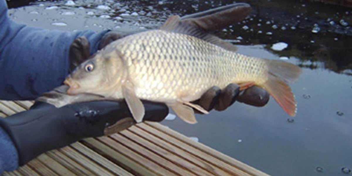 Mladík vypustil vodu, uhynulo 155 kilogramov rýb