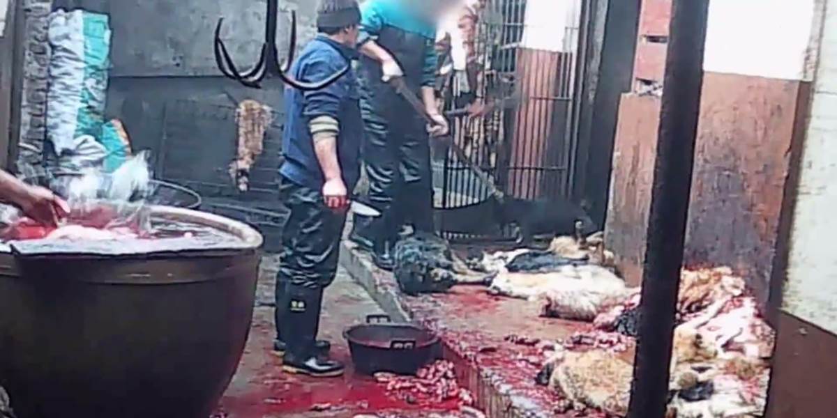 Najhoršie VIDEO aké ste kedy videli: V Číne sťahujú psov z kože zaživa