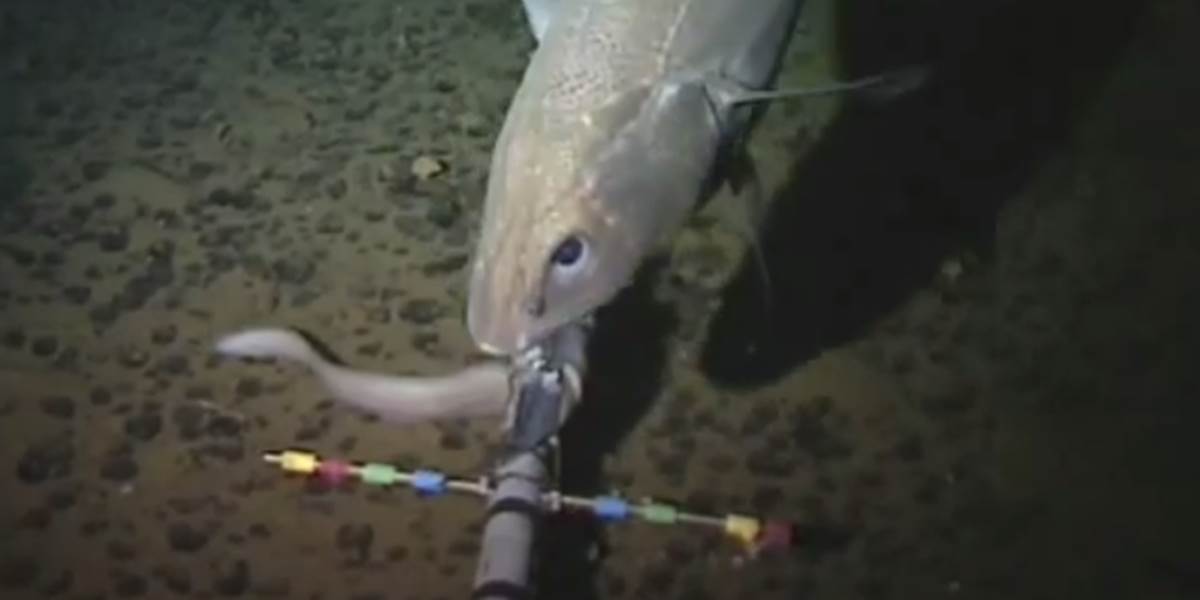 VIDEO Vedci nakrútili rybu v najväčšej hĺbke