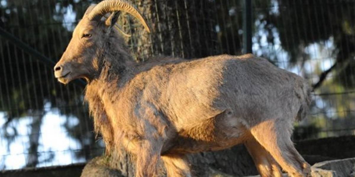Do zoo v Bojniciach  sa po rokoch vrátili paovce hrivnaté