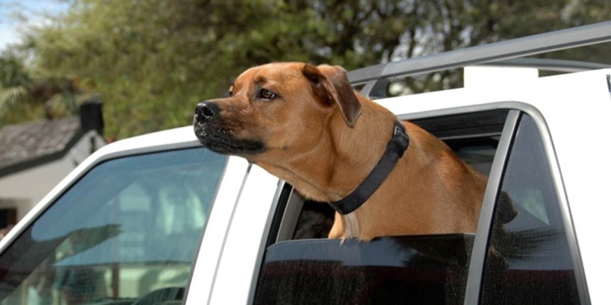 Kuriózny prípad: Pes postrelil svojho majiteľa!