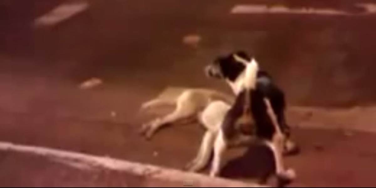 Dojemné VIDEO: Pes chráni svojho mŕtveho kamaráta po tom, čo ho zrazilo auto