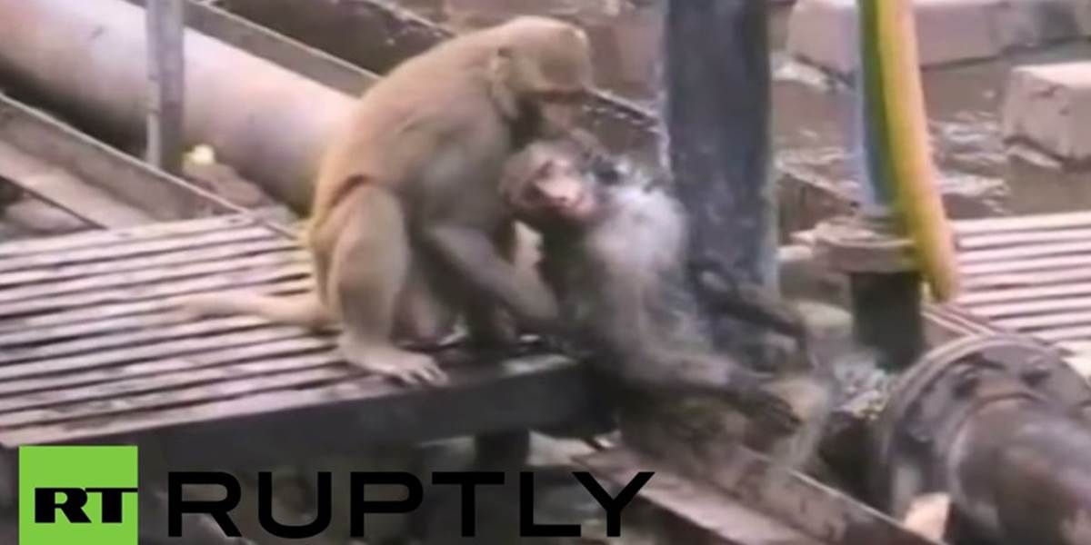VIDEO Skutočné priateľstvo: Opica oživí svojho priateľa, ktorý dostal zásah elektrinou