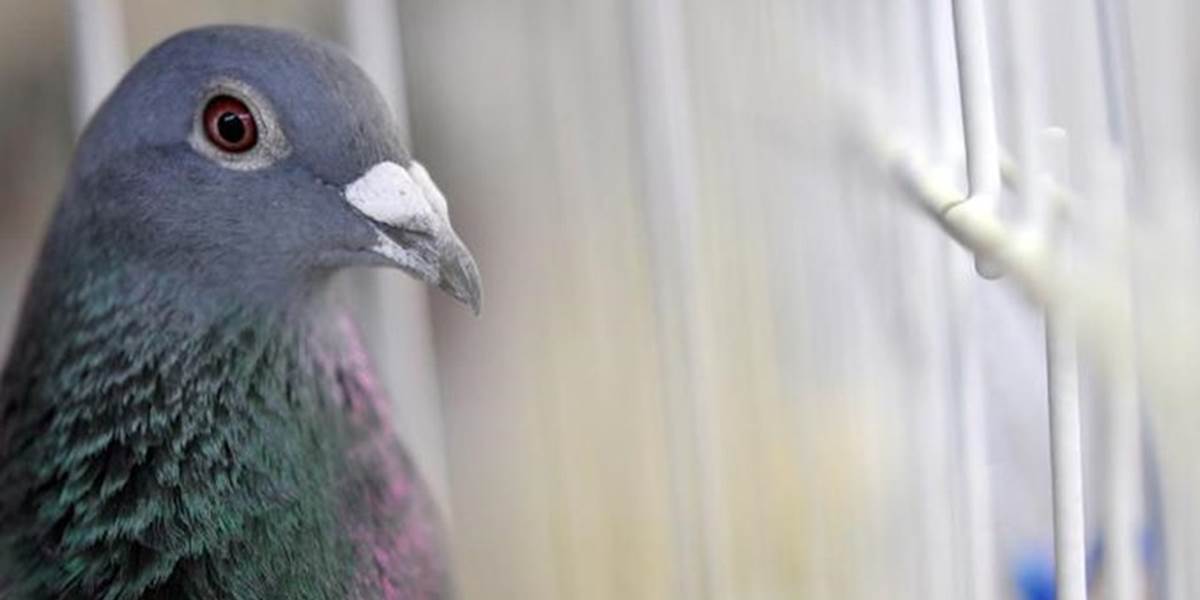 Zlodej ukradol poštového holuba: Majiteľ ponúka odmenu 10-tisíc eur!