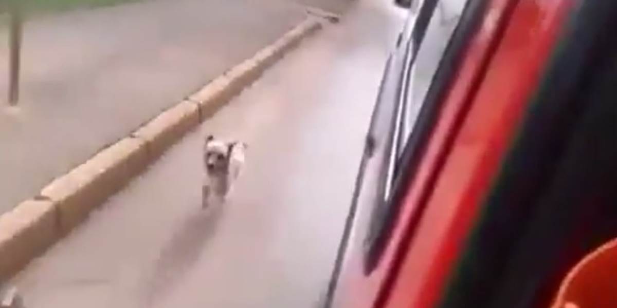 VIDEO Oddaný psík beží za sanitkou, ktorá vezie jeho majiteľa!
