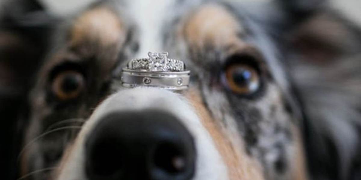 V Bratislave sa sobášilo i netradične, pomáhal pes a hostí odviezla lanovka