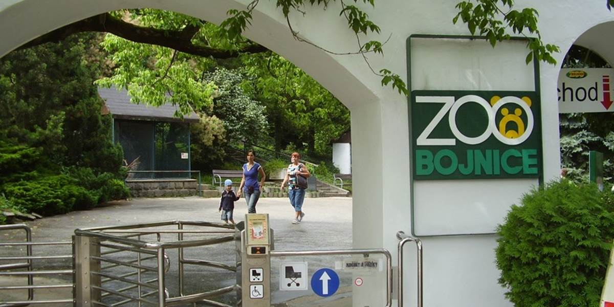 Orangutany zo ZOO v Bojniciach si počas sviatkov pochutili na gaštanoch a ovocí