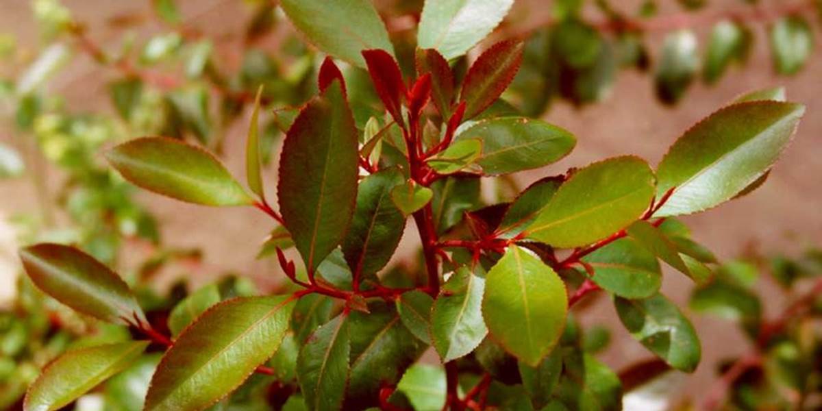 Na viedenskom letisku zhabali viac ako 700 kg rastlín, tzv. žuvacej drogy kat