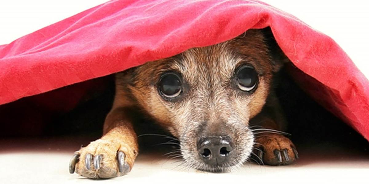 Psom pomôžu pred silvestrovským hlukom lieky ale i praktické opatrenia