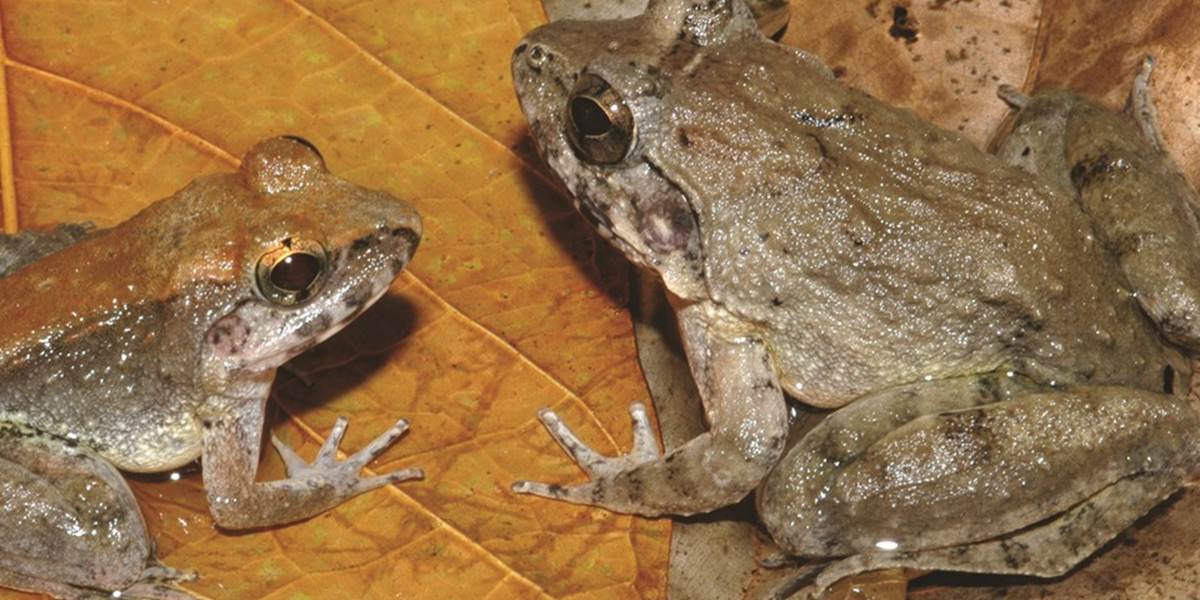 Objavili prvý druh žaby, ktorá rodí priamo žubrienky