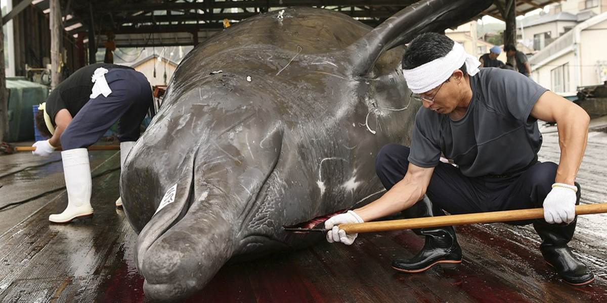 Japonsko tento rok zrušilo komerčný lov veľrýb
