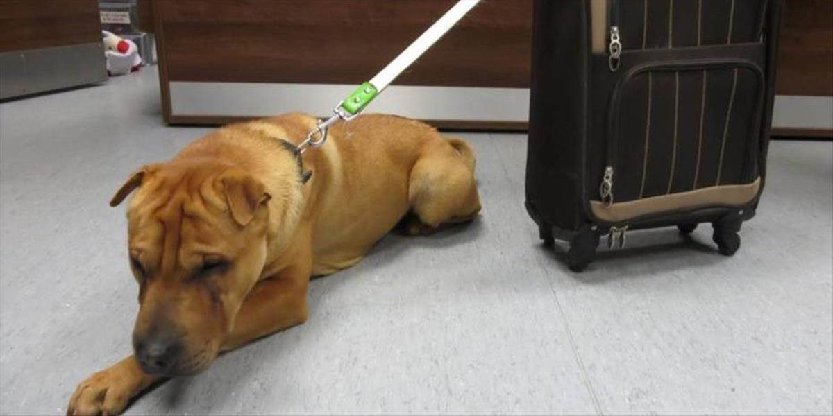 Na železničnej stanici v Škótsku našli opusteného psa - v kufri mal svoje veci