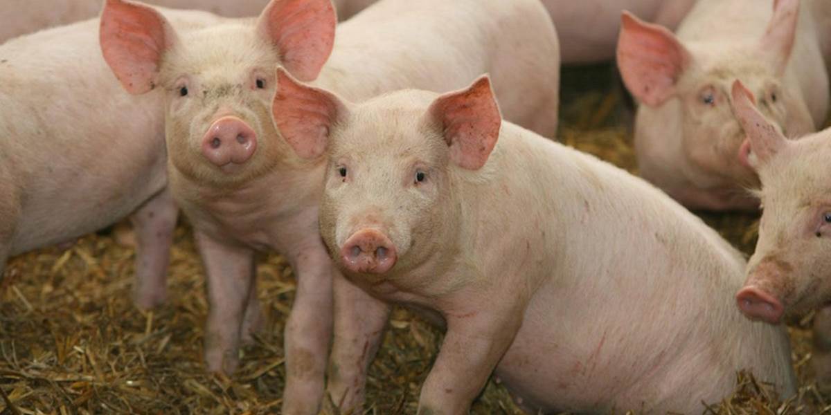 Čína zatkla desiatky ľudí za predaj bravčového mäsa z chorých zvierat