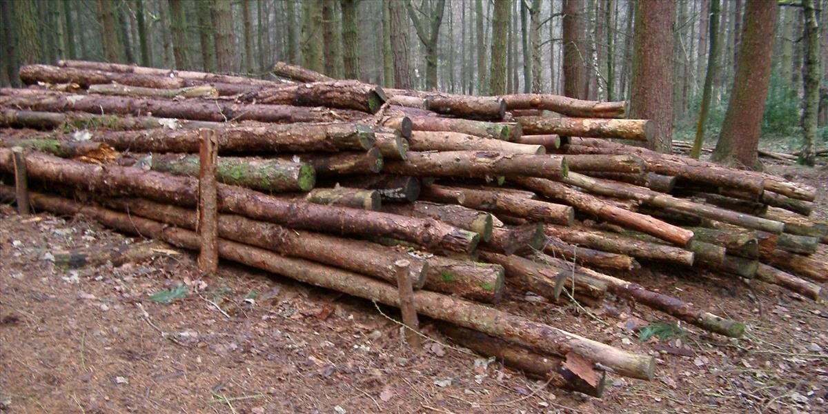 Muž vyrúbal stromy a spôsobil škodu za vyše 19-tisíc eur
