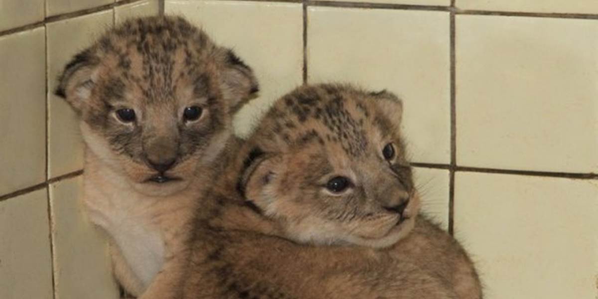 Bojnická zoo má dva nové prírastky, po 26 rokoch sa tam narodili levíčatá