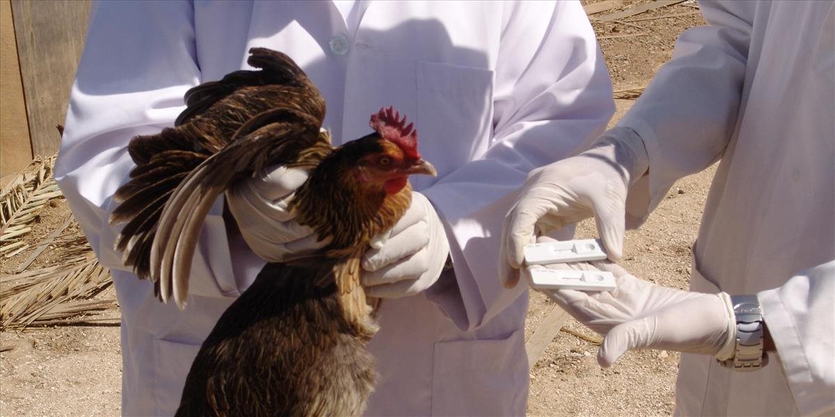 Egypťanka zomrela na vtáčiu chrípku, ide už o tretie úmrtie tento rok